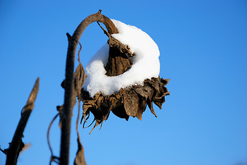 Image showing Sunflower in winter 