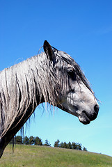 Image showing Poor horse 