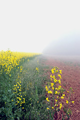 Image showing Lithuanian landscape 1 