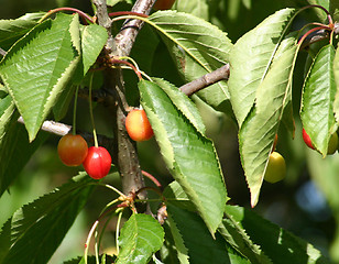 Image showing cherries growing on the tree