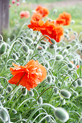 Image showing Red poppy with many buttons 