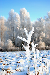 Image showing White frost 