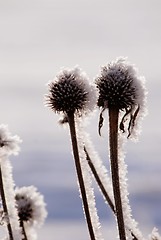 Image showing Flower rubbish 