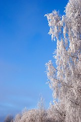 Image showing White frost 