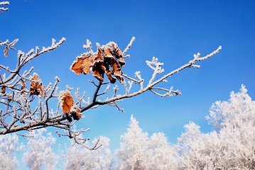 Image showing Winter branch with some leaves left 