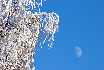 Image showing White frost 