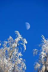 Image showing Rime on the branches of tree 