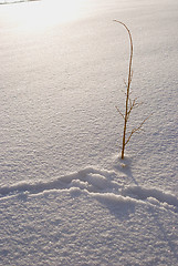 Image showing Lonely tree 