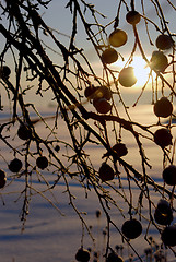 Image showing Apple tree 