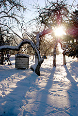 Image showing Garden in winter 