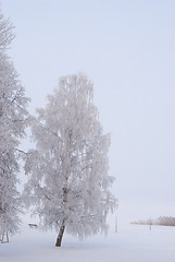 Image showing Rime on the branches of tree 