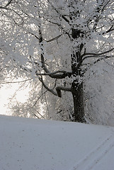 Image showing Rime on the branches of tree 