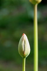 Image showing Tulip 