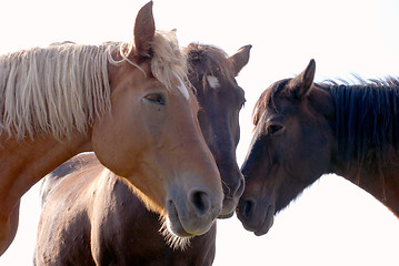 Image showing Tree horses 