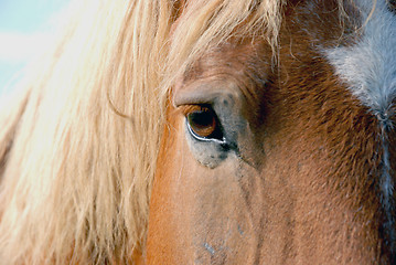 Image showing Horse eye 