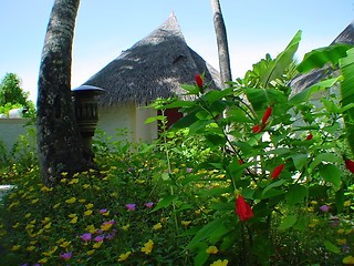 Image showing maldivian hut