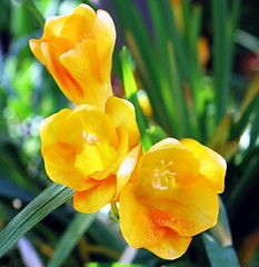 Image showing Yellow Beauties