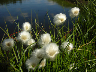 Image showing cotton-grass