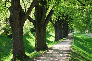 Image showing summer tree alley