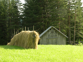 Image showing hay