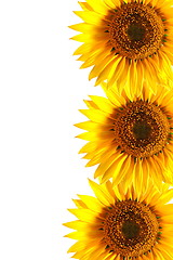 Image showing sunflower