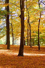 Image showing forest and garden with golden leaves at fall