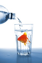 Image showing goldfish in glass water