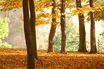 Image showing forest and garden with golden leaves at fall