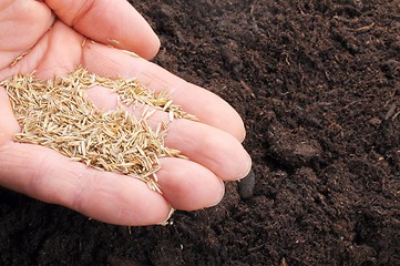 Image showing sowing hand