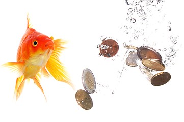 Image showing goldfish and money