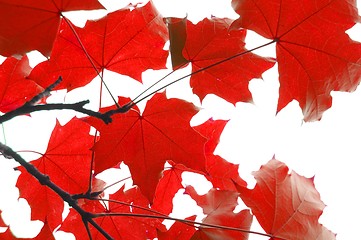 Image showing red fall leaves