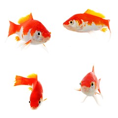 Image showing goldfish