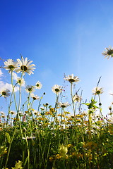 Image showing flowers from below