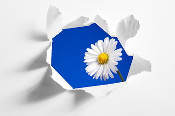Image showing flower behind hole in paper