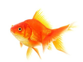 Image showing goldfish