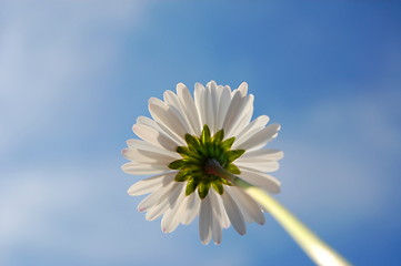 Image showing daisy under blue sky