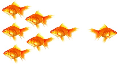 Image showing goldfish