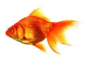 Image showing goldfish