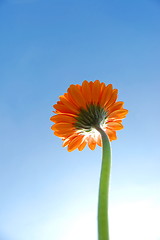 Image showing Gerbera daisy