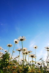 Image showing flower in summer under blue sky