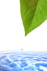 Image showing leaf and water