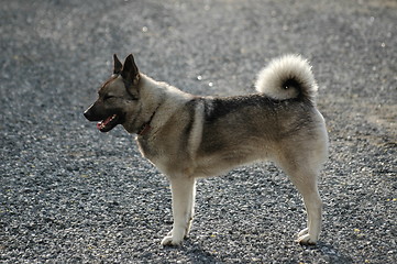 Image showing Norwegian Elkhound