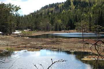 Image showing Norwegian forest lake in early spring