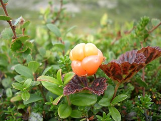 Image showing Cloudberry