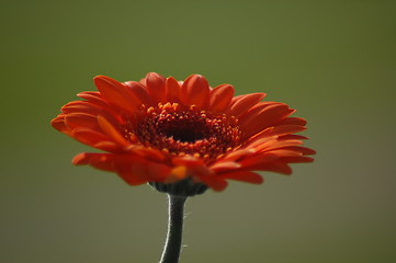 Image showing derbera daisy