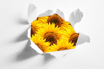 Image showing flower behind hole in paper