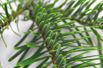 Image showing green fir