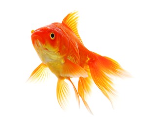 Image showing goldfish