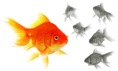 Image showing goldfish