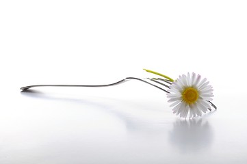 Image showing flower food